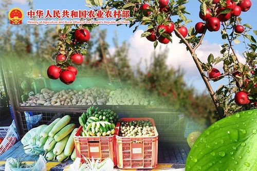 农产品批发价格200指数微幅上涨，市场供需平稳运行